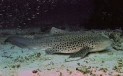 Leopard Shark near Ko Bon Nikonos V 28mm lense by Marylin Batt 